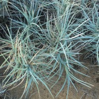 <i>Spinifex littoreus</i>  (Burm.f.) Merr.